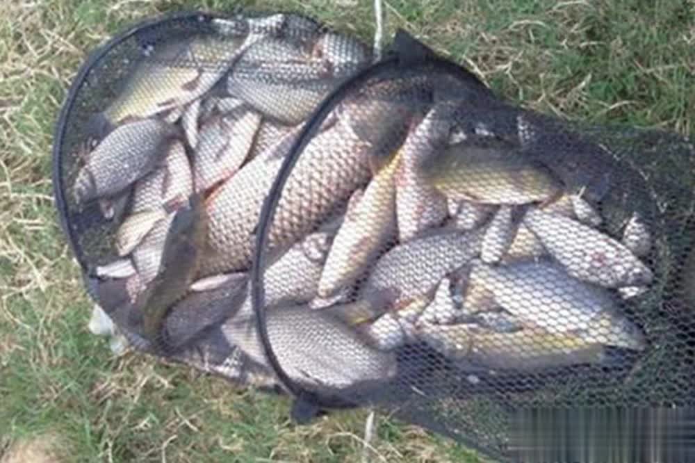 那说明技术, 而大鱼冬季 那说明技术, 而大鱼冬季